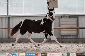 Černý hřebec BP 1.prémie - 11