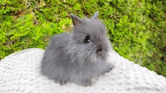 Zakrslý králík, králíček-(TEDDY)-OLAF,OLIVER,OLINA - 11