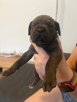 Štěně cane corso - 11