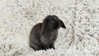 Zakrslý beránek, králíček, králík - ELLA - 11
