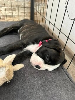 Štěňata německého boxera - 11