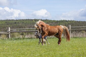 Welsh Cob valach - 3 roky - 11