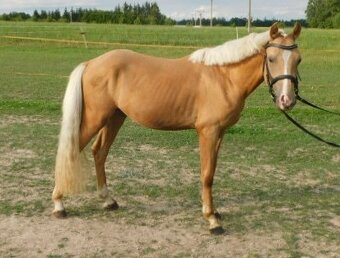 Valacha pony - 11