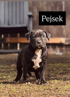Americký stafordšírský teriér - 11