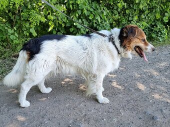 BASTY K ADOPCI - milý vděčný mazel, vhodný k dětem - 11
