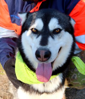 ALONZO K ADOPCI - přátelský, milý, kontaktní - 11
