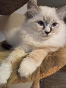 Kocourek Ragdoll ke krytí - 11