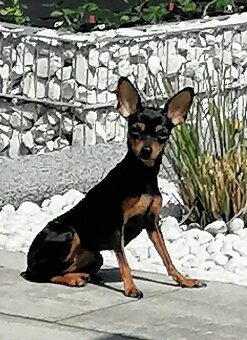 Pražský krysařík - mini - 11