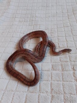 Užovky červené, krajta královská - 11