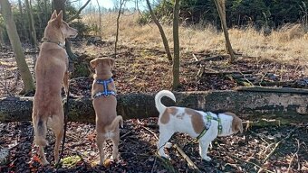 Kanaánský pes štěně s PP - 11