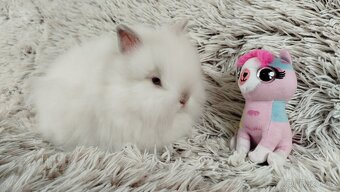 Zakrslý králík, králíček-(TEDDY)-HEIDY - 11