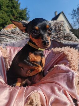 Pražský krysařík - štěňátka - 11