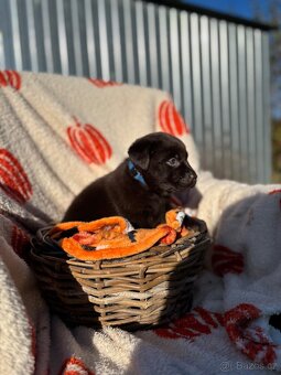 Labradorský retrívr štěňata s PP- hnědá - 11