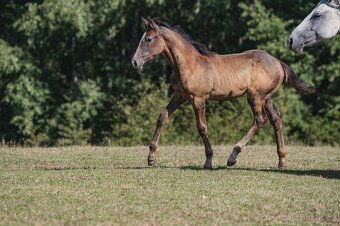Luxusní klisna do chovu a rekreaci - 11