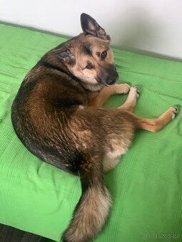 Daruji roční fenku - 11