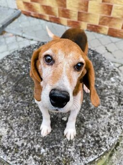 ADOPTUJ PIŠTU - ADOPTUJ VÍTR - 11