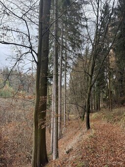 Prodám lesní pozemky v k.ú. Střemeníčko - 11