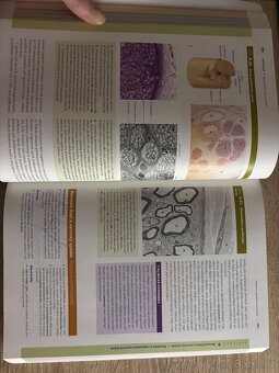 Junqueirovy základy histologie - 11