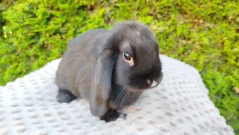 Zakrslý beránek, králíček, králík - PEGGY - 11