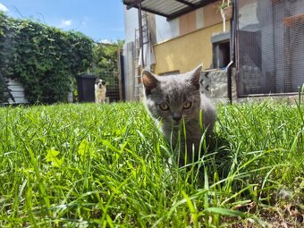 Britská koťátka - kocouři lila a modrý - 11