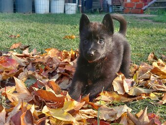 Německy ovčák s PP pracovní spojení -fena, pes - 11