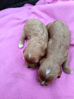 Cavapo, kavapo, cavapoo - 11