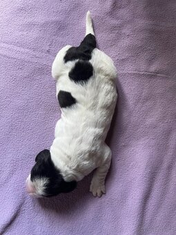 🐾 Štěňátka Landseera s výstavními i pracovními předpoklady - 11