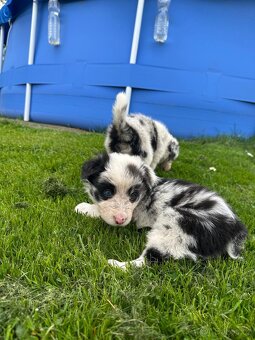Border kolie - 11