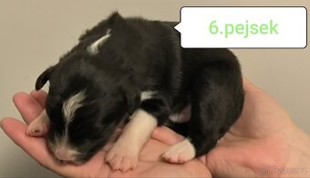 Border kolie bez PP - 11