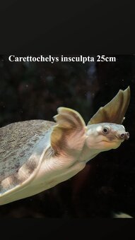 arapaima gigas+mix - 11