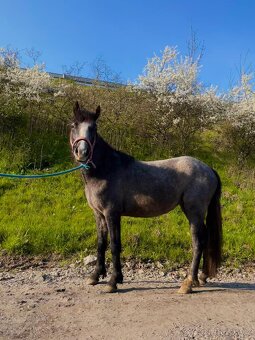 Pony S a pony A - 11