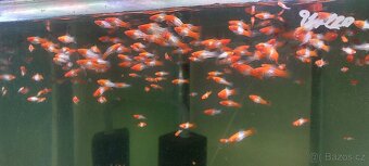 Guppy full red albino - 11