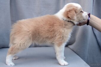 Border Kolie S PP - 11