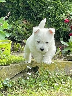 Prodám štěňata s PP West highland white terriera = Westík z - 11