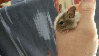 osmáčata osmák degu, myšáci - 11