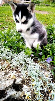 Sibirsky husky - 11