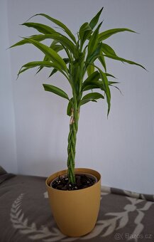 Pokojové rostliny - monstera albo, thai, syngonium albo.. - 11