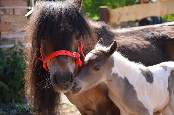 Připouštění plemenným hřebcem amerického minihorse - 11