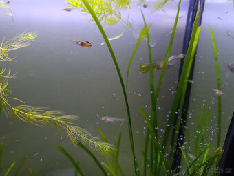 Akvarijní rostliny, akvarijní rybičky - Vsetín - 11