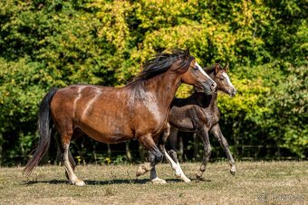 16-ti letá chovná klisna welsh pony sekce C - 11