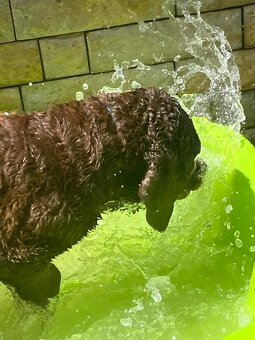 Hnědý retriever (jako hnědý labrador-chesapeake) s PP - 11