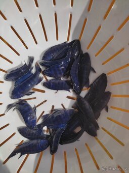 TLAMOVCI TANGANIKA MALAWI - 11