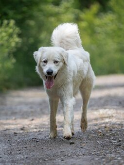 Slovenský čuvač - 11