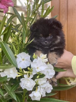 Nádherná štěňátka pomeraniana s PP - 11