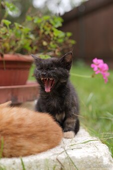 kluk Garfieldek, holčička Tlapička hledá nový domov - 11