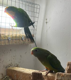 Pár papoušek nádherný - 11