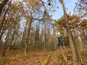Lesní pozemek Chářovice - 11