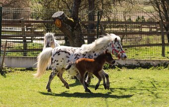 ELEGANTNÍ minihorse klisna - 11