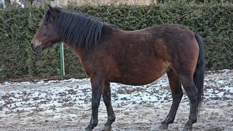 Huculská klisna, hucul, pony, malý kůň - 11