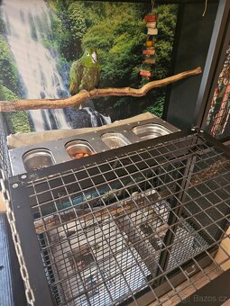 Amazoňan pomoučený REZERVACE - 11